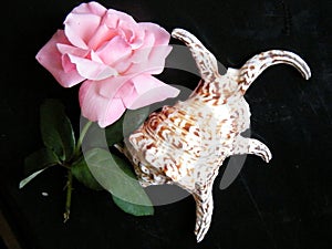 Or Yehuda Rose & Sea Shell 2010