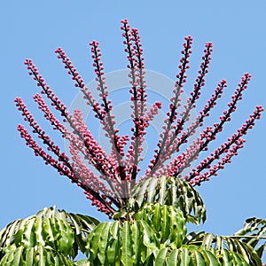 Or Yehuda Schefflera actinophylla 2010