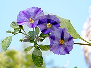 Or Yehuda Solanum Rantonnetii branch 2011