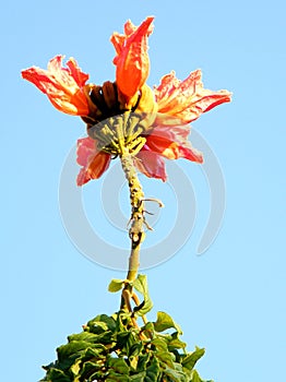 Or Yehuda Spathodea campanulata flower 2010