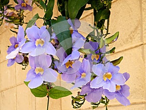 Or Yehuda Thunbergia Grandiflora 2010