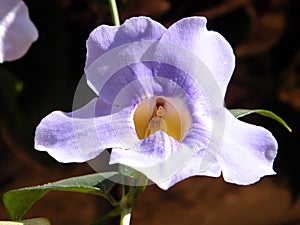 Or Yehuda Thunbergia Grandiflora isolated 2010