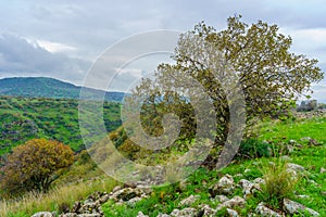 Yehudiya valley, the Golan Heights