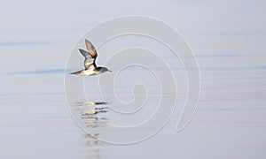 Yelkouan Shearwater in Flight