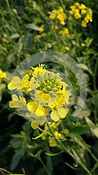 A yellew mustard flower which is unique photo