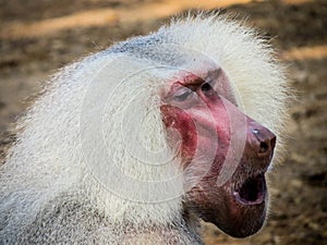 Yelling monkey