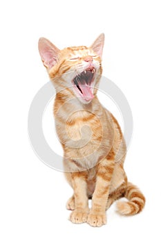 Yelling orange tabby kitten