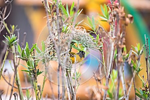 Yelllow bird are nesting on natural branches.