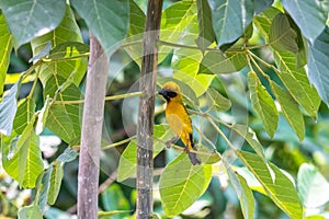 Yelllow bird perched on a tree branch in nature.