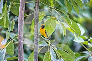 Yelllow bird perched on a tree branch in nature.