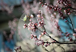 Yelllow butterfly apricot flower fly spring nature