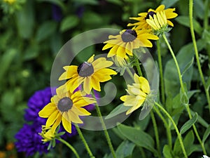 Yelllow flowers of Black-eyed Susan blooming
