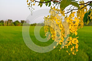 Yelllow golden shower flower with green rice background