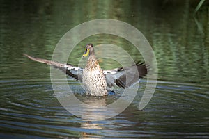 Yellow Billed Duck, flapping its wings.