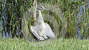 Yello crowned night heron