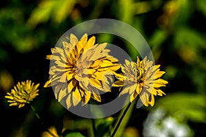 Yello dalia flower with green background