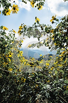 Yello flower country in thailand