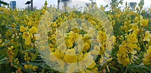 yello flower garden