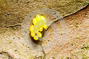 Yello Insect Eggs