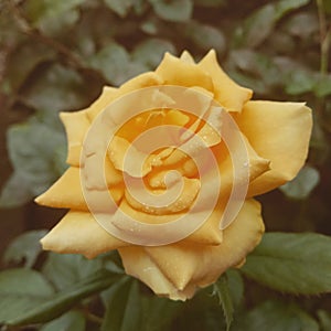 Yello rose flower. Flower on drops