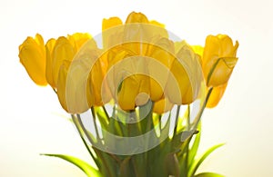 Yello tulips on a white background .