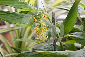 Yelloe flower of Globba winiti bloom in the garden.