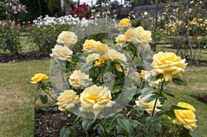 Yelloe roses