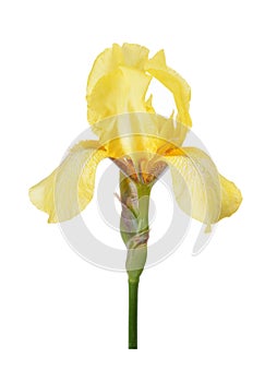 Yellom iris flower isolated on white background,gardens