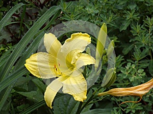 Yellos Liliy