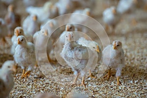 yellou chicks on the farm