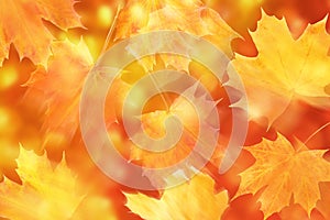 Yellow Abstract  Autumn Leaves Background