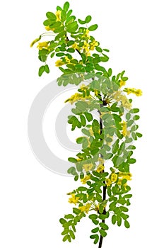 Yellow acacia (Caragana arborescens) branch