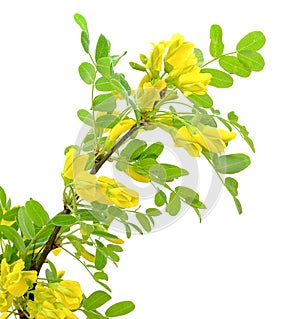 Yellow acacia (Caragana arborescens) branch