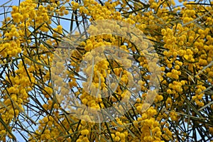 Yellow Acacia Dealbata silver wattle tree flowers