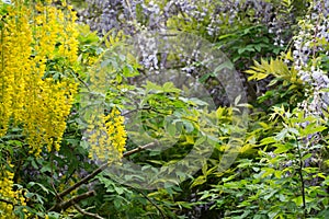 Yellow acacia flowers on branch