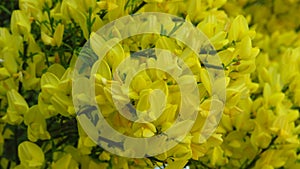 Yellow acacia flowers on branches and twigs in a spring garden.