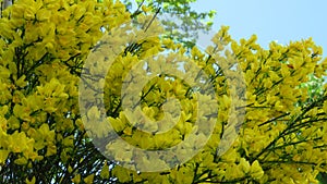 Yellow acacia flowers on branches and twigs in a spring garden against blue sky.