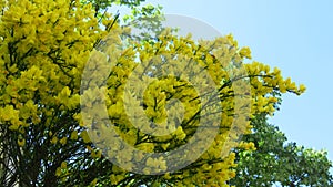 Yellow acacia flowers on branches and twigs in a spring garden against blue sky.