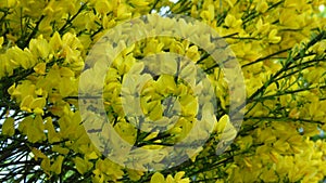 Yellow acacia flowers on branches and twigs in a spring garden against blue sky.