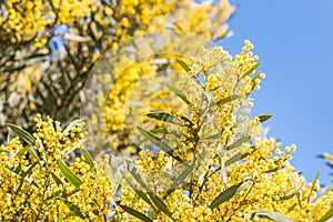 Yellow acacia tree flowers in bloom against blue sky background with copy space