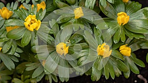 Yellow aconites in flower in February