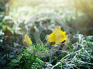 Yellow Adonis flower on a short stalk among dry grass. Primrose luxury. Northern Kazakhstan, birch forest