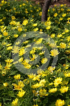 Yellow adonis flowers