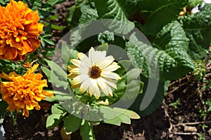 Yellow African Daisy an two marigold flower