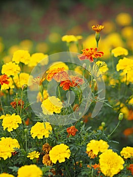 Yellow African marigold Beautiful Marigold Flowers blooming in garden nature background, orange color flower