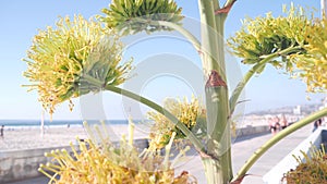 Yellow agave flower bloom, people walking by ocean beach, California coast USA.