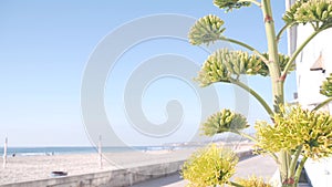 Yellow agave flower bloom, people walking by ocean beach, California coast USA.