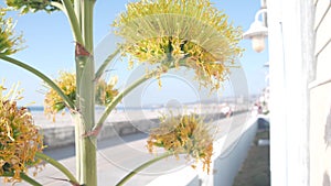 Yellow agave flower bloom, people walking by ocean beach, California coast USA.