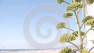 Yellow agave flower bloom, people walking by ocean beach, California coast USA.