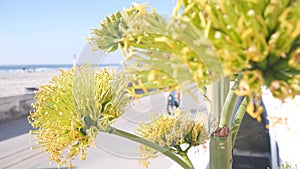 Yellow agave flower bloom, people walking by ocean beach, California coast USA.